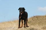 BEAUCERON - PUPPIES 216